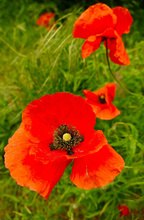 Klatschmohn