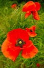 Klatschmohn