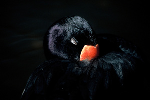 Schwarzschwan