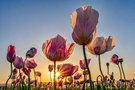 Mohn etwas anders