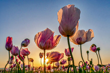 Mohn etwas anders
