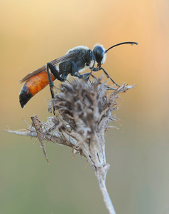 Heuschreckensandwespe (Sphex funerarius) '26