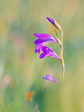 Sumpf Gladiole