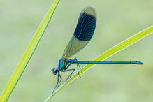 Prachtlibelle