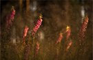 Ein heißer Sommerabend im Wald