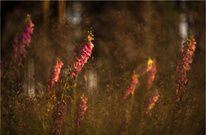 Ein heißer Sommerabend im Wald