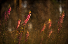Ein heißer Sommerabend im Wald