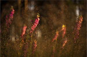 Ein heißer Sommerabend im Wald