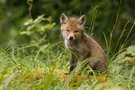 neugieriger Blick