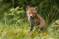 neugieriger Blick