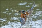 Eisvogel