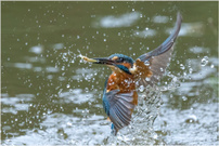 Eisvogel