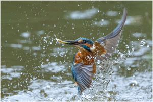 Eisvogel