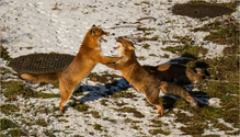Familie Fuchs