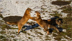 Familie Fuchs