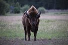 Wisent (Bison bonasus)