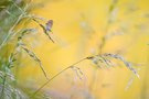 In der Sommerwiese