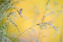 In der Sommerwiese