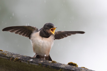 Regen