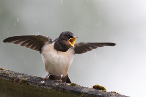 Regen