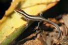 Babyskink