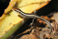 Babyskink
