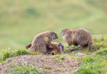 Immer diese Rangeleien ....