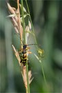 Gefleckter Schmalbock