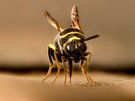 Falten-Erzwespe (Leucospis dorsigera)
