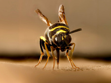 Falten-Erzwespe (Leucospis dorsigera)