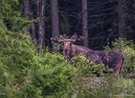 König des Waldes