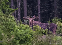 König des Waldes