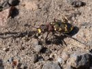 Dünen-Sandlaufkäfer (Cicindela hybrida)
