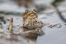 ...I am the King of the Pond....