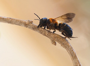 Riesenharzbiene oder Asiatische Mörtelbiene (Megachile sculpturalis) '26