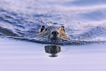 Nutria