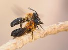 Frühlingsgefühle bei den Riesenharzbienen