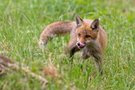 Jungfuchs...