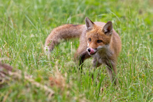 Jungfuchs...
