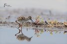 Junger Rotschenkel auf Öland