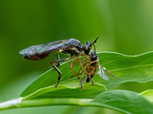 Weibliche Gemeine Habichtsfliege (Dioctria rufipes).