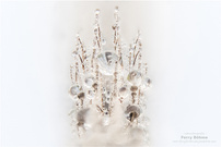 Diamantkrone ...