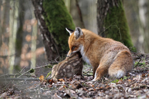 Rotfuchs (Vulpes vulpes)