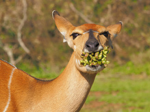 Läckaläcka