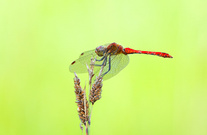 Blutrote Heidelibelle