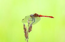 Blutrote Heidelibelle