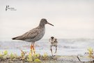 Rotschenkel mit seinem Nachwuchs auf der Insel Öland