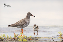 Rotschenkel mit seinem Nachwuchs auf der Insel Öland