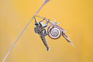 Raubfliege auf Schnecke