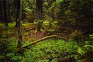 Denn im Wald ....
